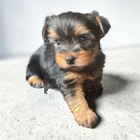 Timmy, a male Yorkshire Terrier for sale in Denham Springs, LA – 2 of 2