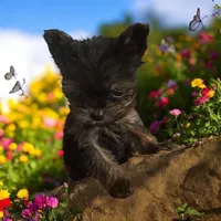 BIG Jim (micro), a male Yorkshire Terrier for sale in Denham Springs, LA – Photo 6 of 10