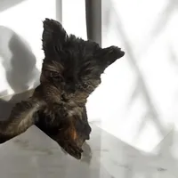 BIG Jim (micro), a male Yorkshire Terrier for sale in Denham Springs, LA – Photo 5 of 10