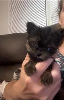 BIG Jim (micro), a male Yorkshire Terrier for sale in Denham Springs, LA – Photo 7 of 10