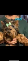 BIG Jim (micro), a male Yorkshire Terrier for sale in Denham Springs, LA – Photo 3 of 10