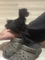 BIG Jim (micro), a male Yorkshire Terrier for sale in Denham Springs, LA – Photo 9 of 10