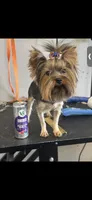 Peter, a male Yorkshire Terrier for sale in Denham Springs, LA – 4 of 4