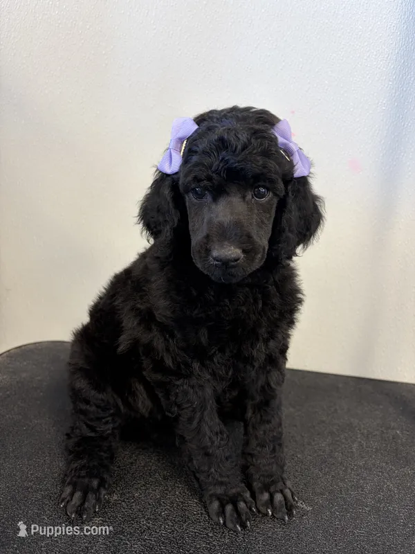 Rose – Poodle - Standard  puppy for sale in Denham Springs, LA
