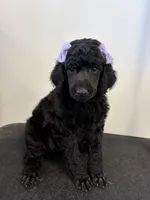 Rose, a female Poodle - Standard  for sale in Denham Springs, LA – 1 of 1