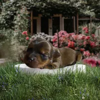 Male 1, a male Dachshund and Yorkshire Terrier for sale in Denham Springs, LA – Photo 2 of 4