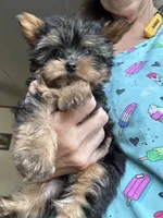 Teacup male, a male Yorkshire Terrier for sale in Denham Springs, LA – 2 of 4