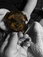 Male 3, a male Dachshund and Yorkshire Terrier for sale in Denham Springs, LA – Photo 1 of 5