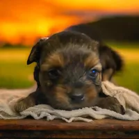 Male 3, a male Dachshund and Yorkshire Terrier for sale in Denham Springs, LA – Photo 5 of 5