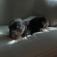 Male 3, a male Dachshund and Yorkshire Terrier for sale in Denham Springs, LA – Photo 2 of 5