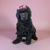 Girl 2, a female Poodle - Standard  for sale in Denham Springs, LA – Photo 1 of 6