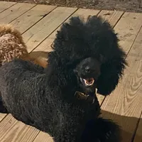 Girl 2, a female Poodle - Standard  for sale in Denham Springs, LA – Photo 6 of 6