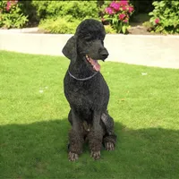 Girl 2, a female Poodle - Standard  for sale in Denham Springs, LA – Photo 5 of 6