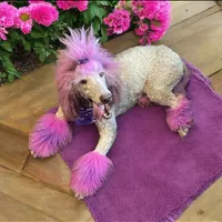 Girl 2, a female Poodle - Standard  for sale in Denham Springs, LA – Photo 4 of 6