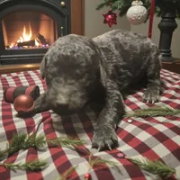 Girl 2, a female Poodle - Standard  for sale in Denham Springs, LA – Photo 3 of 6