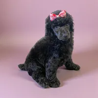 Girl 2, a female Poodle - Standard  for sale in Denham Springs, LA – Photo 2 of 6