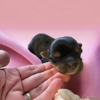 Girl 1, a female Yorkshire Terrier for sale in Denham Springs, LA – Photo 5 of 10