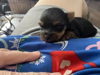 Girl 1, a female Yorkshire Terrier for sale in Denham Springs, LA – Photo 1 of 10