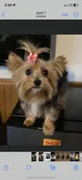 Girl 1, a female Yorkshire Terrier for sale in Denham Springs, LA – Photo 7 of 10