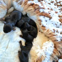 Girl 1, a female Yorkshire Terrier for sale in Denham Springs, LA – Photo 6 of 10