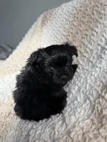 Puppy , a male Morkie for sale in Centennial, CO – Photo 2 of 2