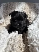 Puppy, a male Morkie for sale in Centennial, CO – Photo 2 of 2