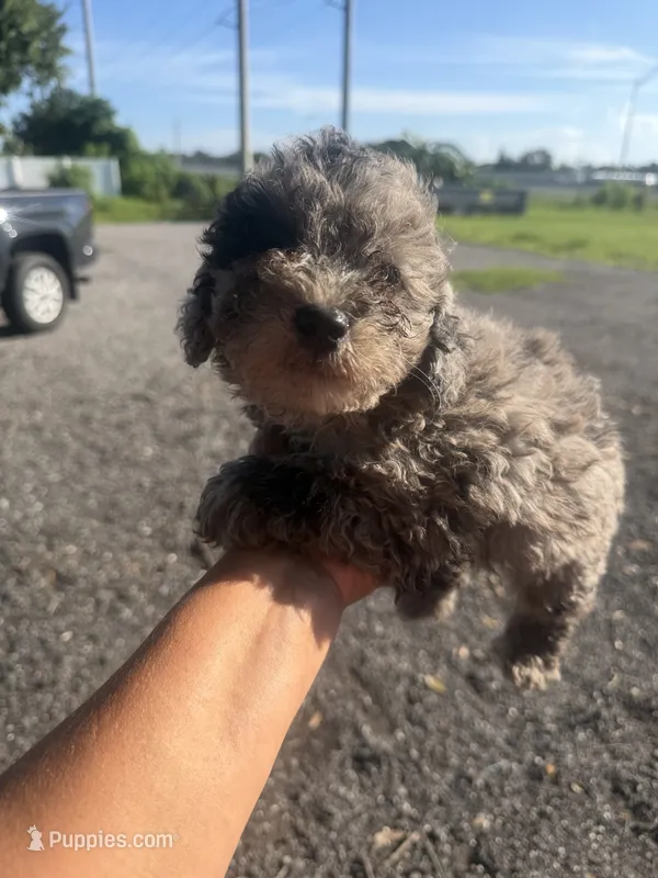 Jack – Poodle - Toy  puppy for sale in Orlando, FL