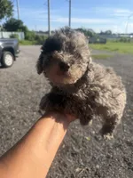 Jack, a male Poodle - Toy  for sale in Orlando, FL – 1 of 3