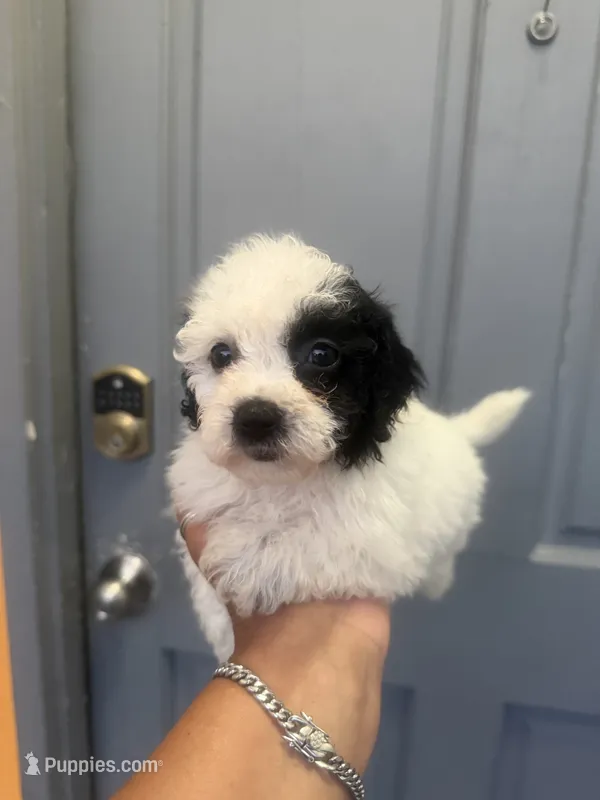 Dory - Toy Goldendoodle  – Goldendoodle puppy for sale in Orlando, FL