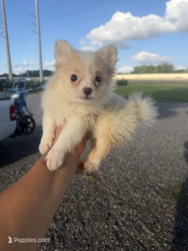 Sonny  – Pomeranian puppy for sale in Orlando, FL