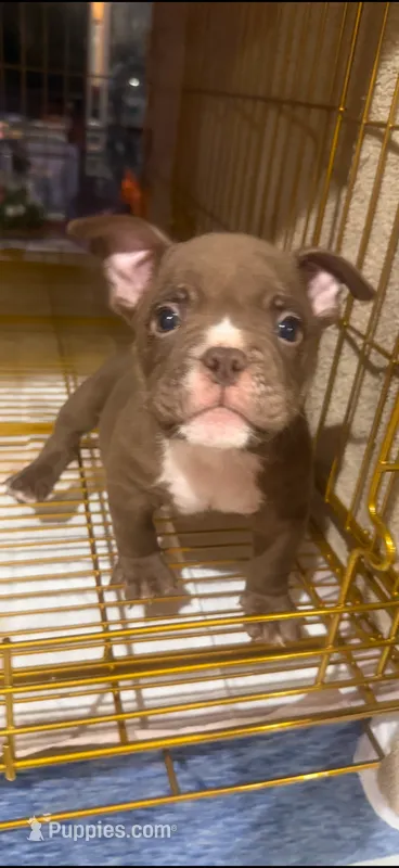 Buster - Micro Bully/Nano – American Pit Bull Terrier puppy for sale in Orlando, FL