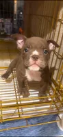 Buster - Micro Bully/Nano, a male American Pit Bull Terrier for sale in Orlando, FL – 1 of 1