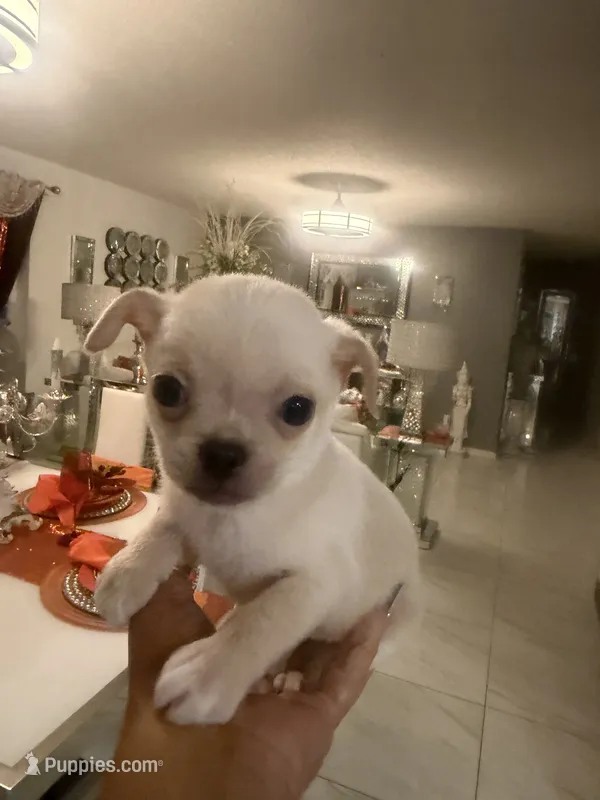 Stew - Apple head – Chihuahua puppy for sale in Orlando, FL