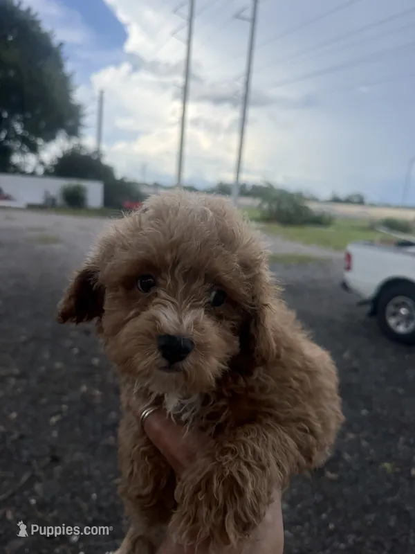 Chip – Poodle - Toy  puppy for sale in Orlando, FL