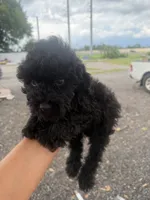 Toby, a male Poodle - Toy  for sale in Orlando, FL – 3 of 3