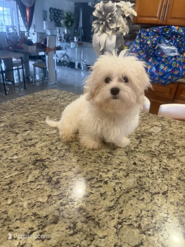Snowball  – Maltese puppy for sale in Orlando, FL