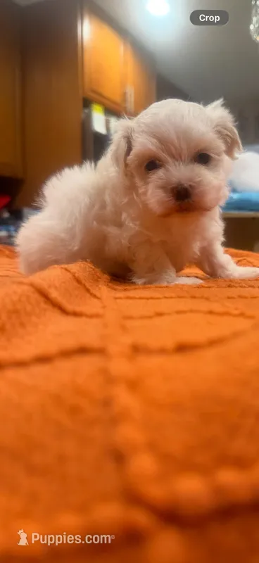 Lucy – Maltese puppy for sale in Orlando, FL