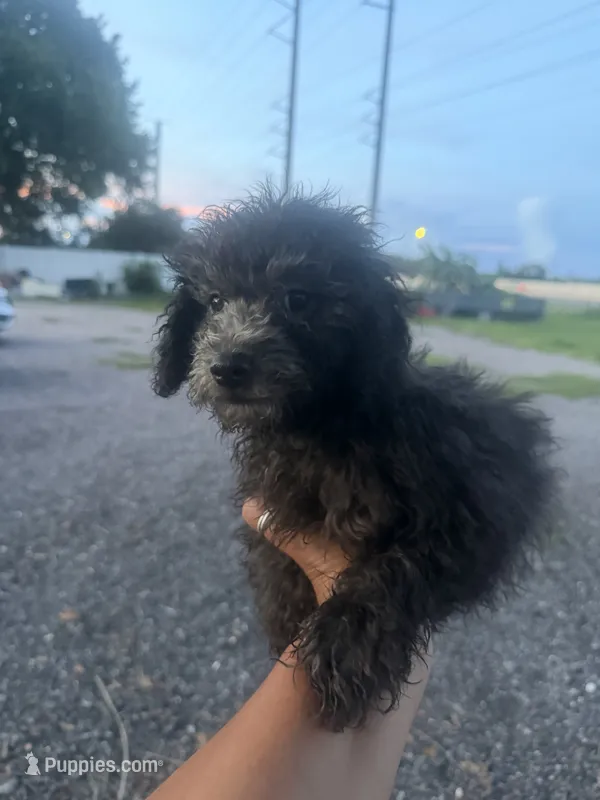 Duke – Poodle - Toy  puppy for sale in Orlando, FL
