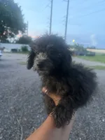 Duke, a male Poodle - Toy  for sale in Orlando, FL – 1 of 2
