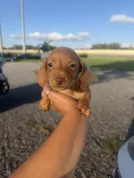 Freya, a female Miniature Dachshund for sale in Orlando, FL – 2 of 3