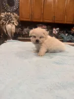 Jules, a male Maltese for sale in Orlando, FL – Photo 2 of 3