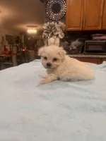 Jules, a male Maltese for sale in Orlando, FL – Photo 3 of 3