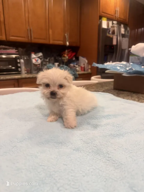 Jules – Maltese puppy for sale in Orlando, FL