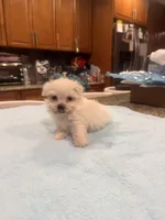 Jules, a male Maltese for sale in Orlando, FL – Photo 1 of 3