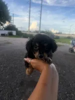 Ivy, a female Aussiedoodle for sale in Orlando, FL – 2 of 2