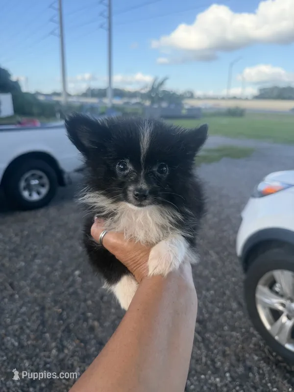 Junior – Pomeranian puppy for sale in Orlando, FL