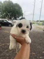 Mimi, a female Yorkipoo for sale in Orlando, FL – 2 of 2