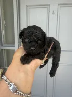 Toby, a male Poodle - Toy  for sale in Orlando, FL – 2 of 2