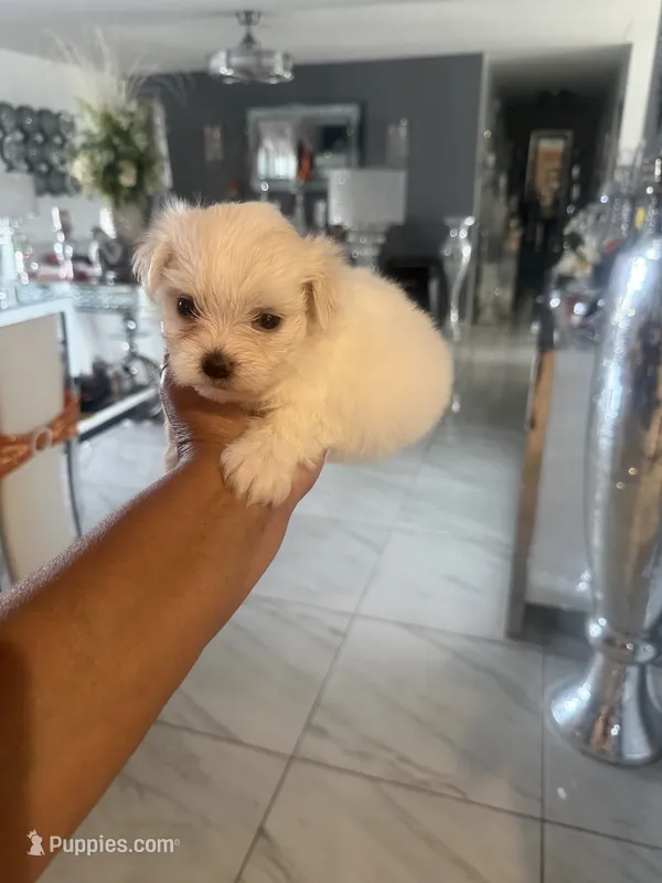 Finn – Maltese puppy for sale in Orlando, FL