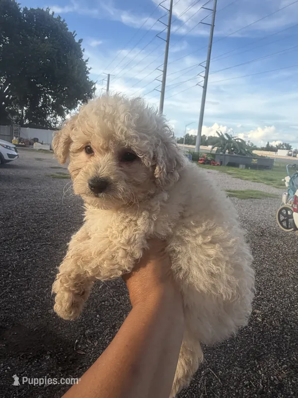 Cooper – Poodle - Toy  puppy for sale in Orlando, FL